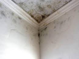 Best Basement Mold Removal in Unalaska, AK