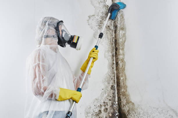 Best Biohazard Mold Removal in Unalaska, AK